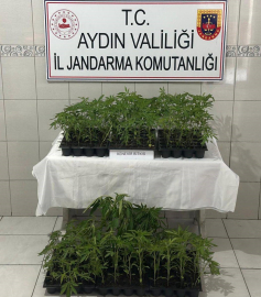 Bozdoğan’da 174 kök kenevir ele geçirildi