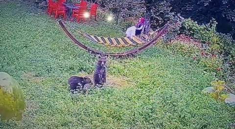 Bahçeye giren yavru ayılar kamerada