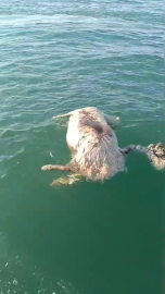 Sinop’ta denizde ölü inek bulundu