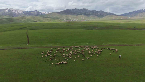 Meradaki koyunların yanına gelen sığırcık kuşları görsel şölen sundu