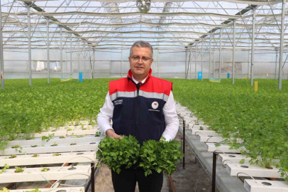 Çarşamba’da hidroponik maydanozda ilk hasat yapıldı