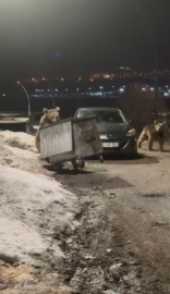 Kars’ta yerleşim bölgesine inen bozayılar çöpte yiyecek ararken görüntülendi