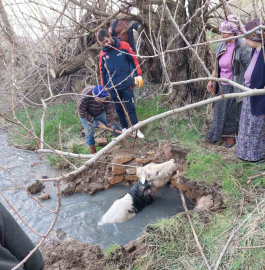 Yozgat’ta kuyuya düşen büyükbaş, AFAD ekiplerince kurtarıldı