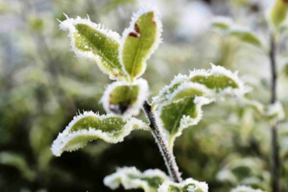 Kocaeli'de üreticilere "zirai don" uyarısı