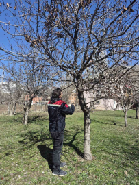Aydıntepe’de meyve bahçelerinde budama uygulaması sürüyor