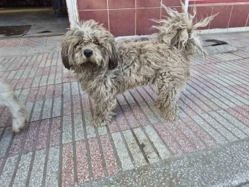 Sanayide tüyleri kirlenen beyaz köpek adeta kapkara oldu