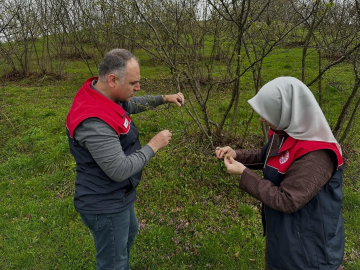 Fındık üreticilerine "kozalak akarı" ve "külleme" uyarısı