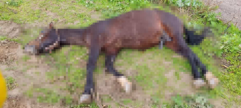 Şanlıurfa’da yıldırım isabet eden at telef oldu