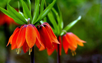 Kemaliye dağlarında ters laleler açtı