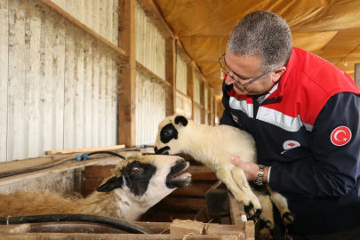 Bafra’da organik hayvancılığa yerinde inceleme