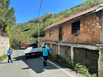 Trabzon’da kokarca ile mücadele sürüyor