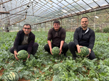 Antalya’da  kış karpuzu hasadı için geri sayım başladı