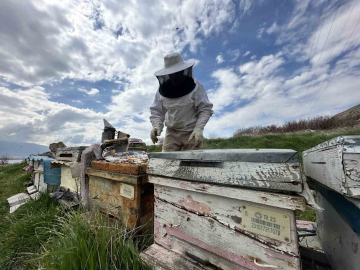Arıcılar yavru ve besleme dönemine girdi