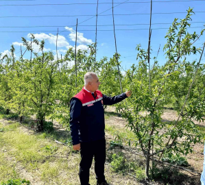 Kırıkhan’da şeftali bahçeleri incelendi