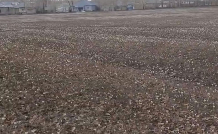 Özalp’te baharın müjdecisi çiğdemler açtı