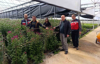 Simav’daki seralarda domatese alternatif kesme çiçek üretimi