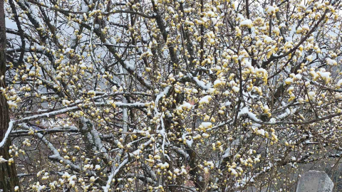 Kütahya’da nisan karı üreticileri endişelendirdi