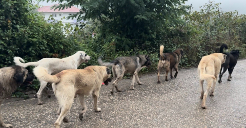 Aybastı’da başıboş köpekler vatandaşları tedirgin ediyor
