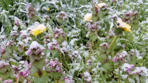 Bolu’da baharda açan çiçekler beyaza büründü