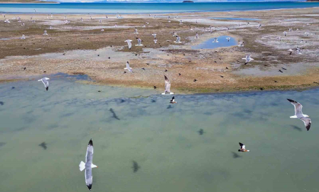 Van Gölü’nde nesli tehlike altındaki Dikkuyruk görüntülendi