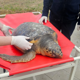Tekirdağ’da ölü bulunan caretta caretta incelemeye alındı
