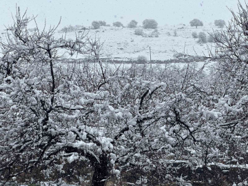 Malatya’da kayısı bahçeleri kar altında kaldı