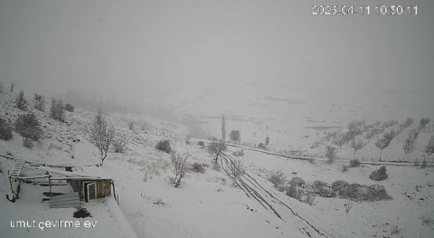 Köye inen kurt sürüsü kameraya yansıdı