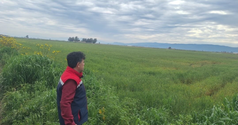 Söke’de hububat ekili araziler denetlendi