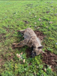 Köpeklerin saldırdığı sırtlan telef oldu