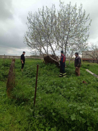 Mardin’de kuyuya düşen ineği itfaiye kurtardı