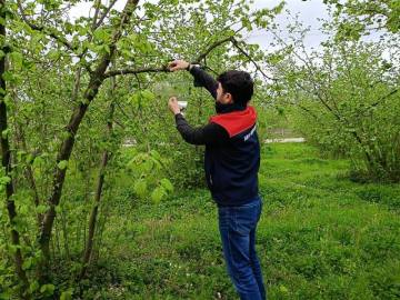 Fındık bahçelerinde takip başladı