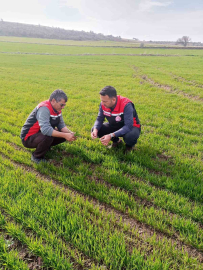 Tomarza’da zirai don uyarısı sonrası saha kontrolleri devam ediyor