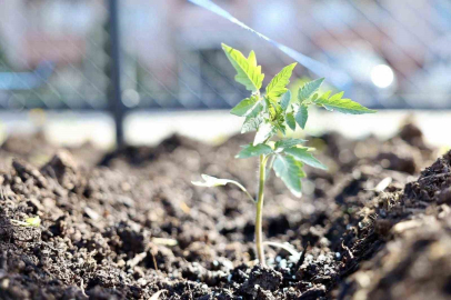 Kendi kompost gübresini üreten belediyeden "ata tohumu" hamlesi