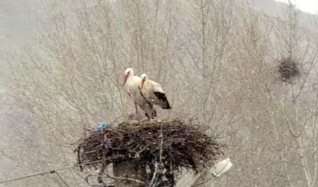 Erken göçen leyleklere kar sürprizi