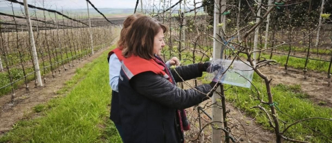 Çorlu’da kahverengi kokarcaya karşı tuzaklı mücadele başlatıldı