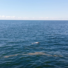 Karadeniz Ereğli’de sahilde ölü yunus bulundu