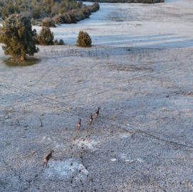Karla kaplı dağlarda koşuşturan geyikler dronla böyle kaydedildi