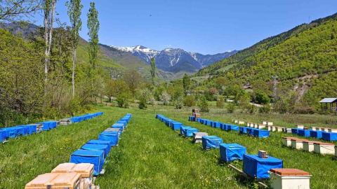 Mevsim normallerinin altında seyreden hava sıcaklığı arıcıları vurdu, uzmanlardan kritik uyarı