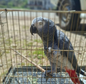Antalya’da belgesiz papağan bulunduran işletme sahibine 15 bin TL ceza