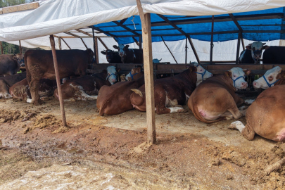 Başiskele'de kurban satış alanları denetleniyor