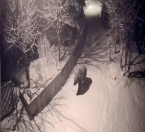 Artvin’de aç kalan ayılar köylere indi