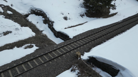 Kars’ta drone ile karşılaşan boz ayı kamerada: Merak, tedirginlik ve kaçış