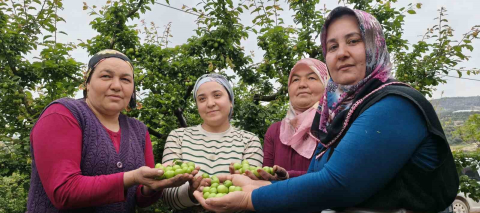 Mersin’de açıkta erik hasadı başladı, fiyatı 200 TL’ye kadar düştü