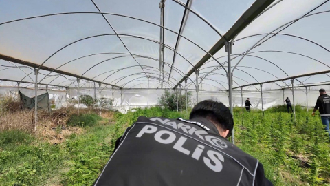 Mersin’de seraya baskın: Binlerce kök Hint keneviri ele geçirildi