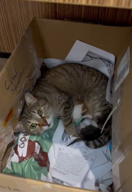 Okulun maskot kedisi yavrularını öğretmenler odasına taşıdı