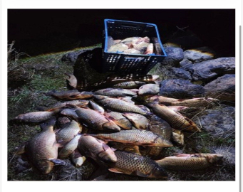 Bolu’da 250 kilo ağırlığındaki 100 canlı sazan balığı kurtarıldı