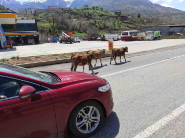 Batman’da yola çıkan büyükbaş hayvanlar sürücülere zor anlar yaşatıyor