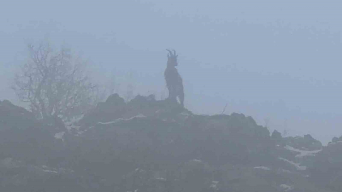 Sisli havada dağ keçileri eşsiz görüntüler oluşturdu