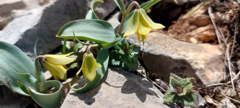 İsmini keşfedildiği ilçeden alıyor: Ender görülen Çermik ters lalesi çiçek açtı