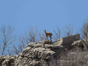 Çermik dağları ’dağ keçilerine’ emanet